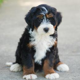 Silas - Tri-color male Bernedoodle puppy in Dundee, Ohio from Down Home Doodle