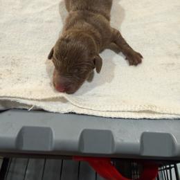 Chocolate Male 1 - Chocolate male Dachshund puppy in Apopka, Florida from The HotDog Stand