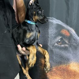 Doberman Pinscher Puppies from JODY'S DOBiES