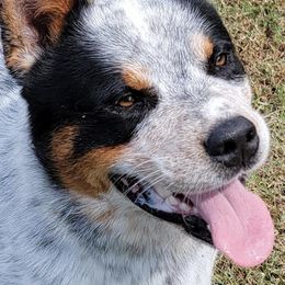 Australian Cattle Dogs and Bichon Frises from Tagalong & Whimsical Kennel