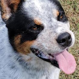 Australian Cattle Dogs and Bichon Frises from Tagalong & Whimsical Kennel