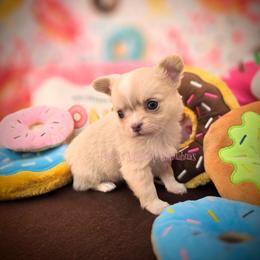 Marley 3750 - Cream and white male Chihuahua puppy in Piqua, Kansas from Cute As A Cupcake Chihuahuas