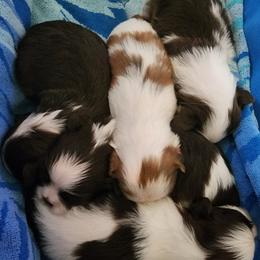 Goldendoodle and Shih Tzu Puppies from Angel Companions Farm