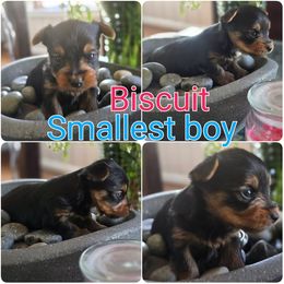 Yorkipoo and Yorkshire Terrier Puppies from Furrever Puppy Co.