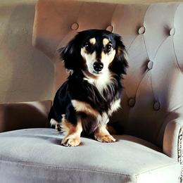 Sonny Boy - Dachshund