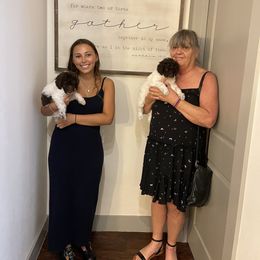 Goldendoodle Puppies from Labradoodleday