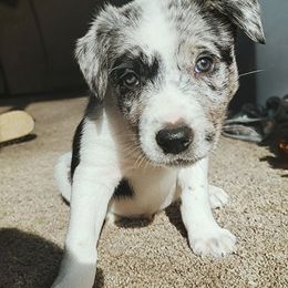 Border Collies from TJR Border Collies