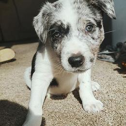 Border Collies from TJR Border Collies