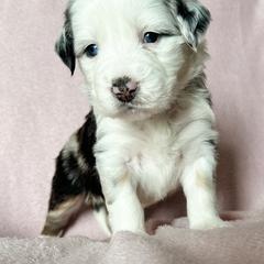 Aussiedoodle, Australian Mountain Doodle, and Bernedoodle Puppies from Rosewood Pine Doodles