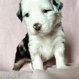 Aussiedoodle, Australian Mountain Doodle, and Bernedoodle Puppies from Rosewood Pine Doodles