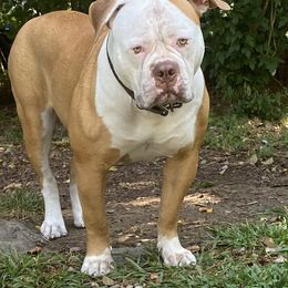 American Bulldog Puppies from Beth’s Bullys