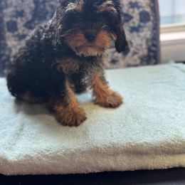 Cavapoo puppies from Carolina Canines
