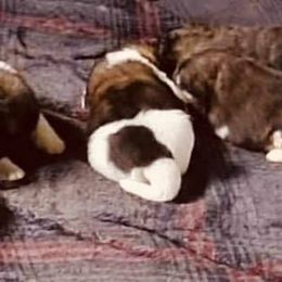 Akita Puppies from Chelsea's Akitas