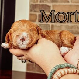 Mort - Red male Australian Labradoodle puppy in Decatur, Alabama from Southern Meadows Doodles
