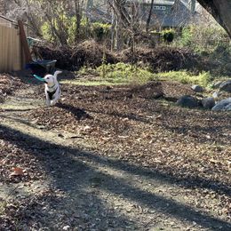 Labrador Retriever All Grown Up from Chateau St. John