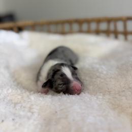 Blue Merle Male - Blue merle male Miniature Australian Shepherd puppy in Stuart, Virginia from Apple Tree Mini Aussies