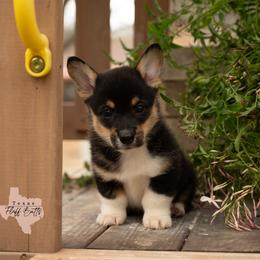 Cookie Cutter - Black and tan male Pembroke Welsh Corgi puppy in Keene, Texas from Texas Fluff Butts and Friends