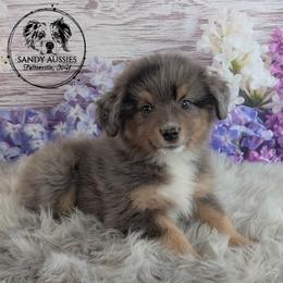 Treble - Blue merle male Australian Shepherd puppy in Fultonville, New York from Sandy Aussies & Pomeranians