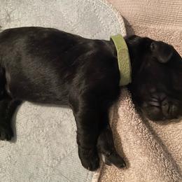 Green collar - Black male Goldendoodle puppy in Las Vegas, Nevada from Doodles by Design