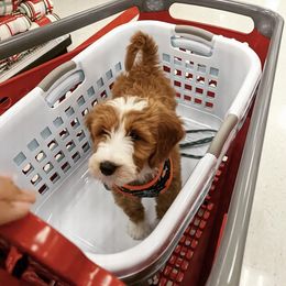 Goldendoodle Puppies from J+A Family Doodles