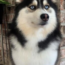 Pomskies from Mississippi River Pomskies