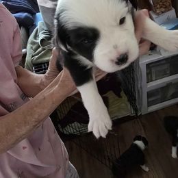 Waffle - Black tri female Miniature Australian Shepherd puppy in Goode, Virginia from Furner Farms