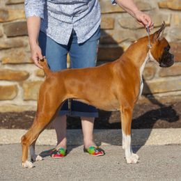 Boxer All Grown Up from Lando Boxers