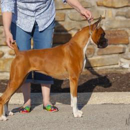 Boxer All Grown Up from Lando Boxers