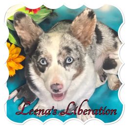 Leena - American Corgi