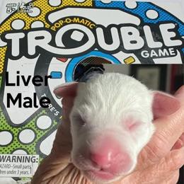 Boy 2 - male Dalmatian puppy in New Jersey from Prestige Dalmatians