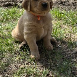 Golden Retriever Puppies from Gail’s Goldens