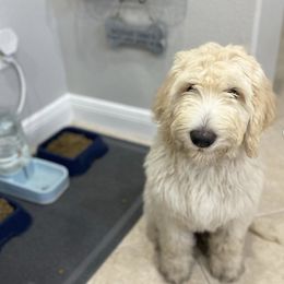 Goldendoodles from Doodle Sisters