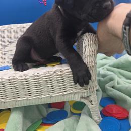 Cane Corso Puppies from God Of War Cane Corso