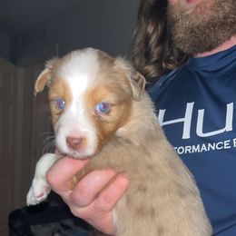 Australian Shepherd Puppies from Southern Sky Aussies