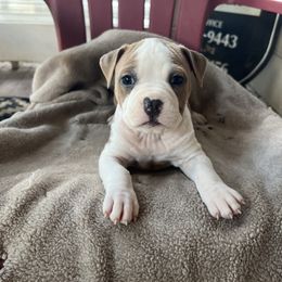 Bernadette - Blue fawn female American Staffordshire Terrier puppy in Marietta, Georgia from Ambition Amstaffs