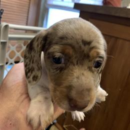 Piper Ann - Dapple female Dachshund puppy in Elizabethtown, Kentucky from Teeny Tiny Puppy Tails