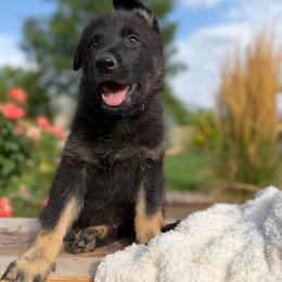 Diabolo, Turquoise boy - Black and tan male German Shepherd puppy in Highland, Utah from Angel Pups Deluxe