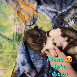 Boy 4 - Agouti and white Siberian Husky puppy in Meridian, Mississippi from JJ's Huskies