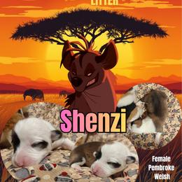 Shenzi - Sable female Pembroke Welsh Corgi puppy in Saint John, Washington from Fuzzbutt Farms LLC