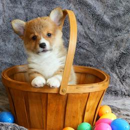 Trisquit - Red female Pembroke Welsh Corgi puppy in California City, California from Piff N Puff Corgis