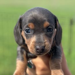 Bluey - Blue and tan female Dachshund puppy in Afton, Oklahoma from C5 Doodles
