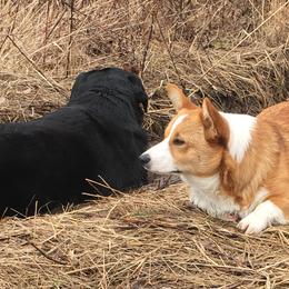Labrador Retrievers and Pembroke Welsh Corgis from Lazy Duck Labradors/ Pembroke Welsh Corgi