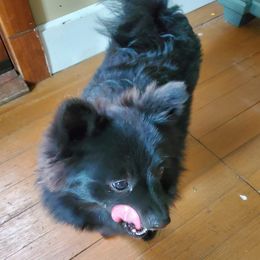 Pippi - Pomeranian