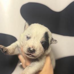 Tifton - Blue mottled male Australian Cattle Dog puppy in Rosharon, Texas from 4Surge Cattle Dogs