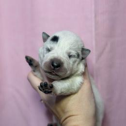 Alicia - Blue speckled female Australian Cattle Dog puppy in Rosharon, Texas from 4Surge Cattle Dogs