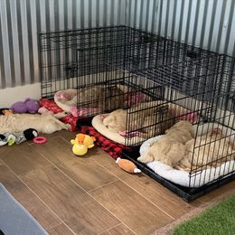 Goldendoodle Puppies from Grace of God Goldendoodles