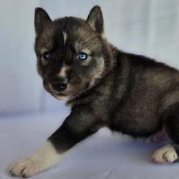 Thor - Agouti and white male Siberian Husky puppy in Los Angeles, California from Limitless Huskies