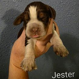 Jester - Tri-Roan male English Springer Spaniel puppy in Lake City, Florida from Thunderbird Springers