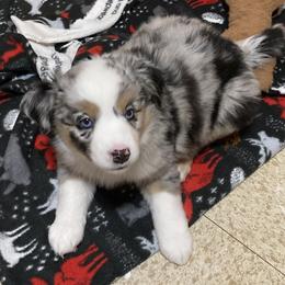 Scarlette - Blue merle female Miniature Australian Shepherd puppy in Westwego, Louisiana from Connie's American Eskimo Dogs and Mini Australian Shepherd Dogs