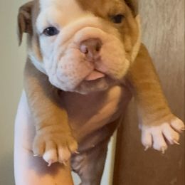 Girl 3 - Red female Bulldog puppy in Akron, Ohio from Urban Danes and bulldogs